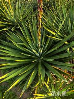 高度80厘米剑麻