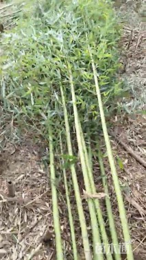 1.5公分竹子