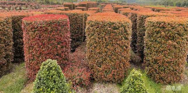 高度320厘米红叶石楠柱