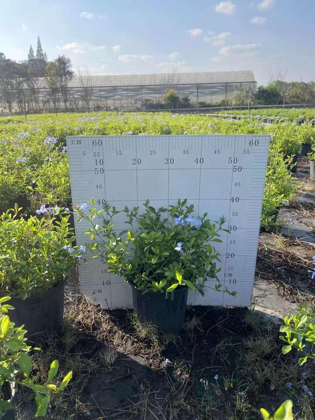 高度20厘米蓝雪花