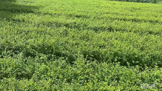 高度40厘米小叶女贞