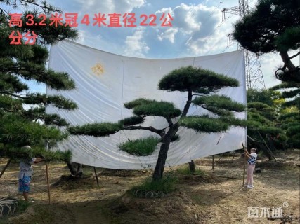 16公分造型油松