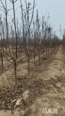 高度150厘米寒富苹果