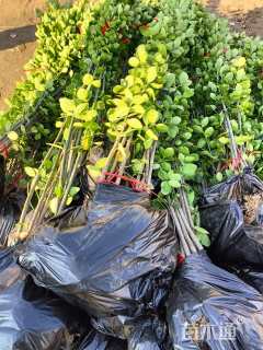 高度150厘米北海道黄杨