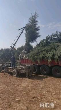 高度550厘米雪松