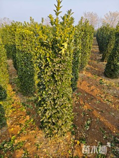 高度150厘米大叶黄杨柱