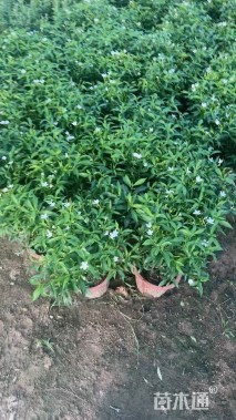 高度40厘米珍珠狗牙花