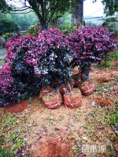 高度40厘米红花继木