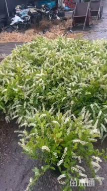 高度30厘米荷兰鼠刺