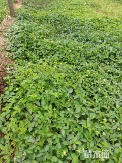 高度15厘米蛇莓