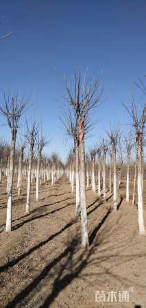 10公分秋紫白蜡