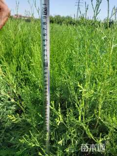 高度100厘米侧柏