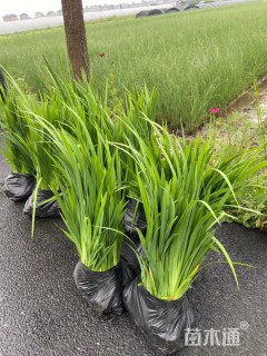 高度30厘米黄菖蒲