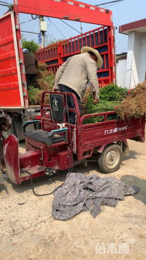 高度50厘米小叶女贞