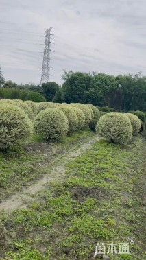 高度100厘米金姬水蜡球