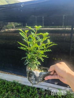 高度30厘米清香木小苗