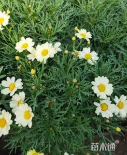 高度25厘米玛格丽特花