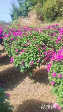 高度110厘米三角梅