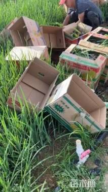 高度50厘米马莲