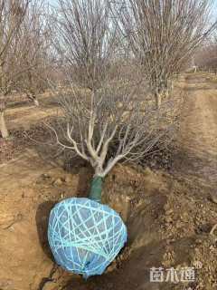 20公分八棱海棠