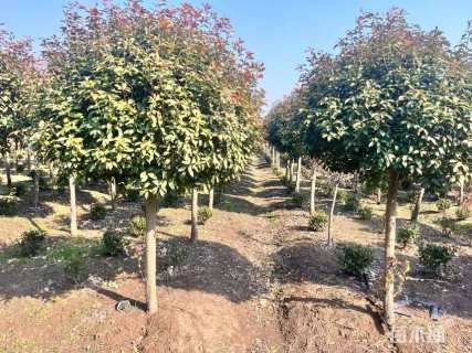 10公分红叶石楠