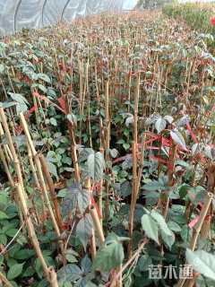 主蔓长80厘米爬山虎