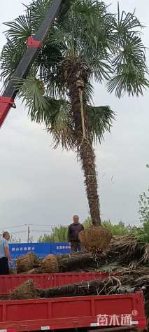 裸干高350厘米棕榈