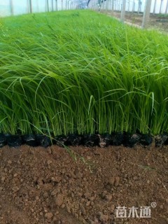 高度30厘米紫穗狼尾草