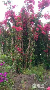 高度200厘米三角梅藤条