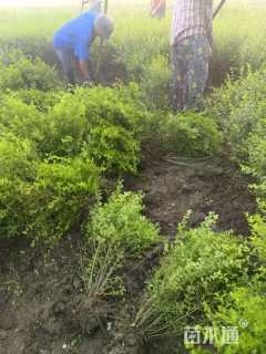 高度50厘米小叶女贞