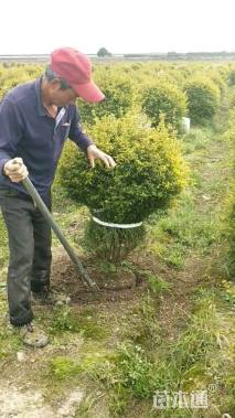 高度50厘米亮晶女贞小苗