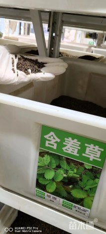 含羞草种子