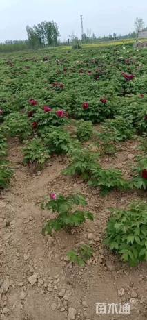 高度31厘米牡丹