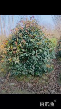 冠幅100厘米红叶石楠球