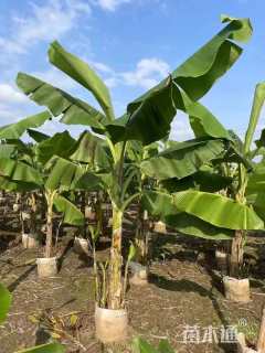 高度150厘米芭蕉