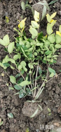 高度50厘米金森女贞