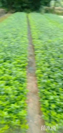 高度30厘米大叶黄杨小苗