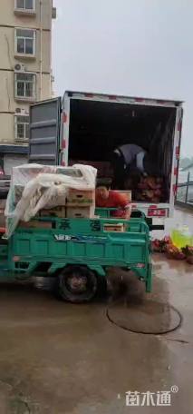 高度15厘米假龙头