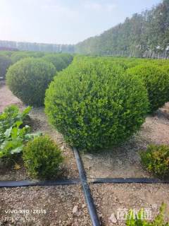 冠幅100厘米小叶黄杨球