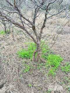 高度250厘米龙游梅