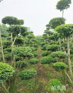 6公分造型小叶女贞