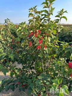 高度200厘米五角枫球