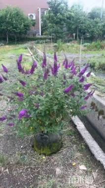 高度80厘米大叶醉鱼草