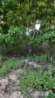 高度350厘米丛生金枝槐