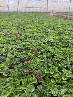 高度25厘米瓜叶菊