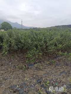 高度160厘米红花夹竹桃