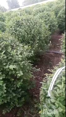 冠幅100厘米小叶女贞球