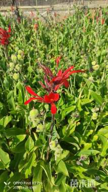 高度40厘米美人蕉