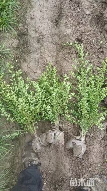 高度60厘米小叶女贞