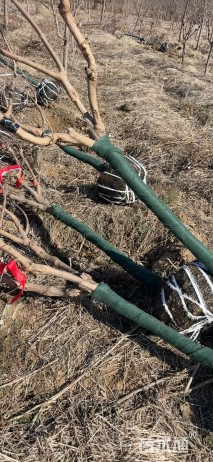 高度300厘米穗花牡荆